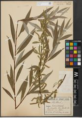Foto von Salix alba L.